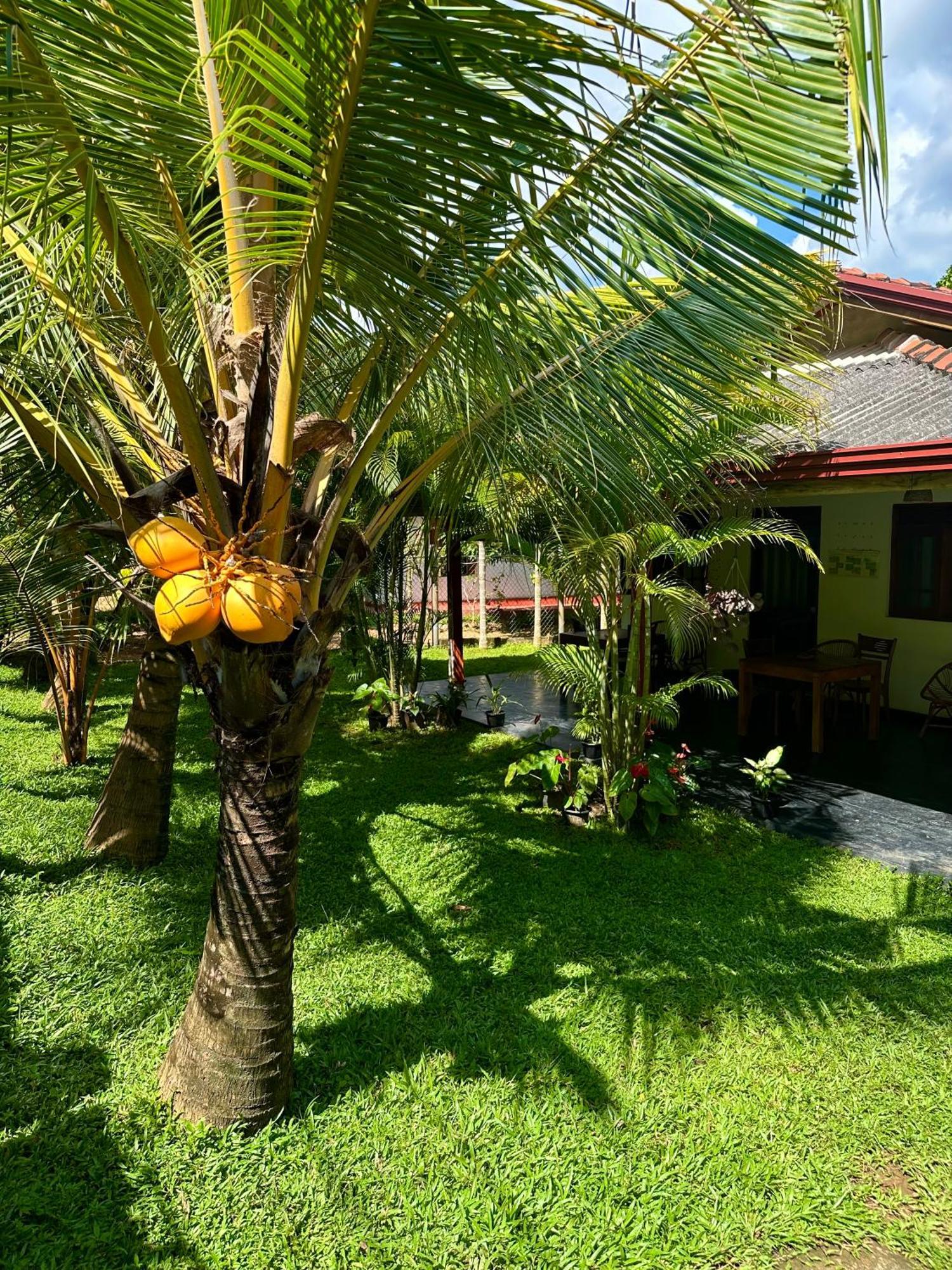 Jasmin Homestay Marakolliya Tangalle Exteriér fotografie