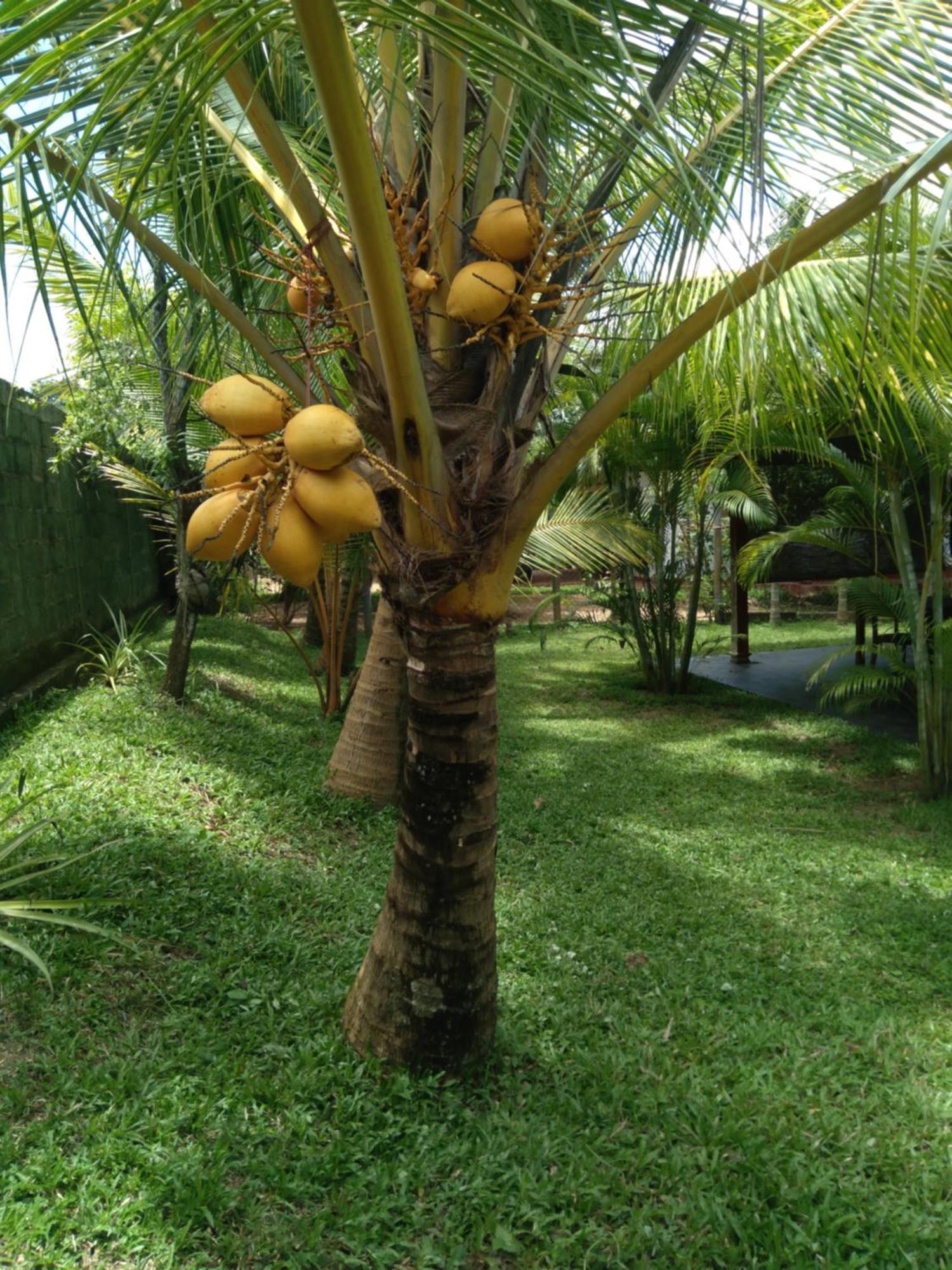 Jasmin Homestay Marakolliya Tangalle Exteriér fotografie